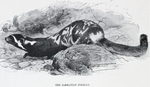 marbled polecat (Vormela peregusna)