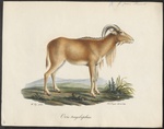 Barbary sheep, aoudad (Ammotragus lervia)