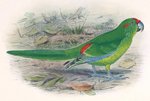 Lord Howe parakeet (Cyanoramphus subflavescens)