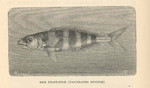 pilot fish (Naucrates ductor)