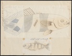 pilot fish (Naucrates ductor)