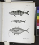 pilot fish (Naucrates ductor), Atlantic silverside (Menidia menidia), Atlantic bumper (Chlorosco...