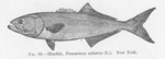 bluefish (Pomatomus saltatrix)