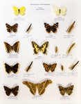 ...ellow swallowtail (Papilio machaon), Camberwell beauty (Nymphalis antiopa), blackleg tortoiseshe...