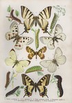 scarce swallowtail (Iphiclides podalirius), common yellow swallowtail (Papilio machaon), souther...
