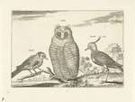 ...European goldfinch (Carduelis carduelis), Eurasian eagle-owl (Bubo bubo), northern lapwing (Vane