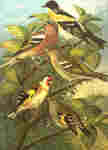 ...brambling (Fringilla montifringilla), common chaffinch (Fringilla coelebs), European goldfinch (