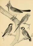 red-crested cardinal (Paroaria coronata), budgerigar (Melopsittacus undulatus), Java sparrow (Lo...