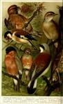 thrush nightingale (Luscinia luscinia), red-backed shrike (Lanius collurio), European goldfinch ...