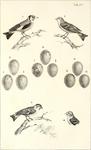 ...European goldfinch (Carduelis carduelis), Alpine citril finch (Carduelis citrinella), Eurasian s
