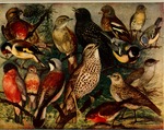 ...Song Birds: common nightingale (Luscinia megarhynchos), European robin (Erithacus rubecula), Eur