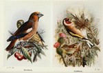 hawfinch (Coccothraustes coccothraustes), European goldfinch (Carduelis carduelis)