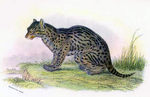 fishing cat (Prionailurus viverrinus)