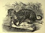 fishing cat (Prionailurus viverrinus)