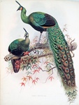 green peafowl (Pavo muticus)