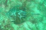 spotted round ray, Cortez round stingray (Urobatis maculatus)