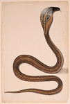 monocled cobra (Naja kaouthia)