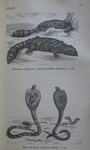 Gila monster (Heloderma suspectum), monocled cobra (Naja kaouthia)