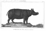Javan rhinoceros (Rhinoceros sondaicus)
