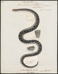 green anaconda (Eunectes murinus)