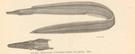 duck-billed eel (Nettastoma parviceps)