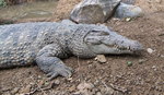 New Guinea crocodile (Crocodylus novaeguineae)