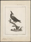 long-crested eagle (Lophaetus occipitalis)