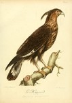 long-crested eagle (Lophaetus occipitalis)