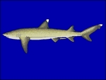 whitetip reef shark (Triaenodon obesus)