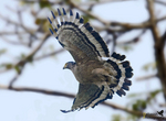 crested serpent eagle (Spilornis cheela)