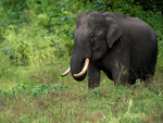 Asian elephant, Asiatic elephant (Elephas maximus)