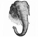Asian elephant, Asiatic elephant (Elephas maximus)