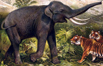 Indian elephant (Elephas maximus indicus) & Bengal Tigers, Bengal tiger (Panthera tigris tigris)