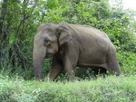 Sri Lankan elephant (Elephas maximus maximus)