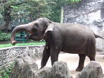 Sumatran elephant (Elephas maximus sumatranus)