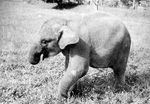 Sumatran elephant (Elephas maximus sumatranus)