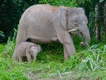 Borneo elephant (Elephas maximus borneensis)