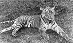 Sumatran tiger (Panthera tigris sumatrae)