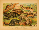 ...), large Indian civet (Viverra zibetha), common genet (Genetta genetta), meerkat (Suricata suric