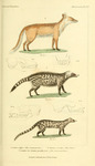 red fox (Vulpes vulpes), African civet (Civettictis civetta), common genet (Genetta genetta)