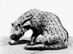 African civet (Civettictis civetta)