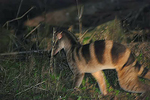 banded palm civet (Hemigalus derbyanus)