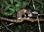 Asian palm civet (Paradoxurus hermaphroditus)