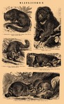 bearcat (Arctictis binturong), sun bear (Helarctos malayanus), red panda (Ailurus fulgens), ring...
