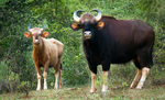 gaur (Bos gaurus) - White Indian Bison