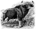 gaur (Bos gaurus)