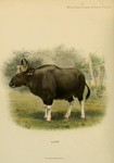 gaur (Bos gaurus)
