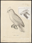 long-billed corella (Cacatua tenuirostris)