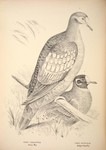common bronzewing (Phaps chalcoptera), flock bronzewing (Phaps histrionica)