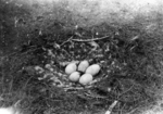 black swan (Cygnus atratus) nest & eggs